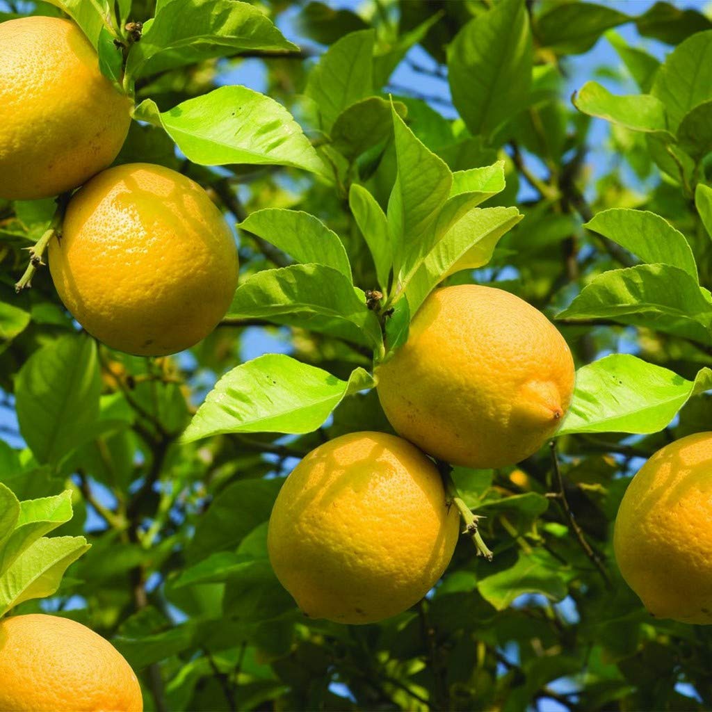 Creative Farmer Live Plant Lime Champra (Manipuri) For Summer Home Garden Plant(1 Healthy Live Plant) (PLANT-53-LEMON147ll@) (B08P5TTBRN) Amazon Price History, Amazon Price Tracker
