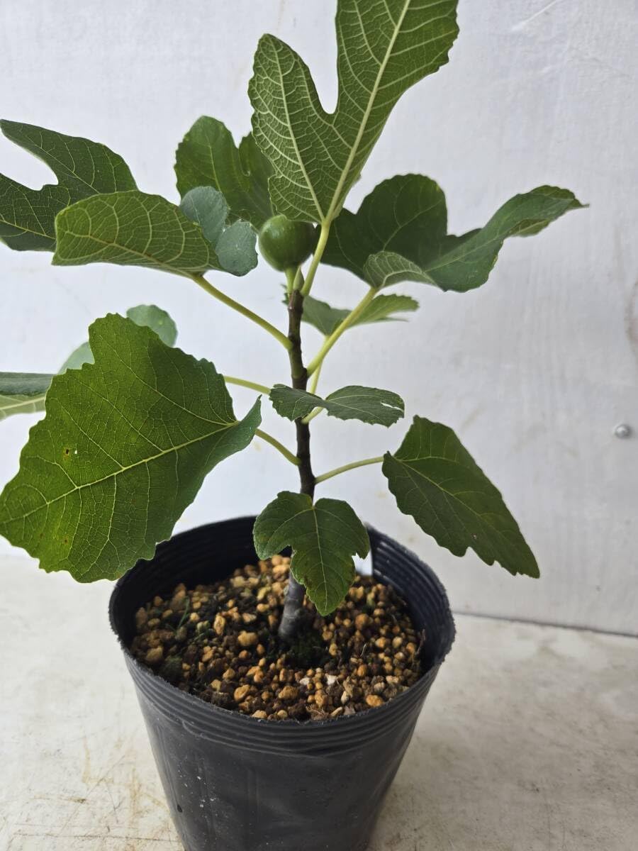 送料込み イチジク 苗木☆稀少品種 ☆ yellow long neck イチジク