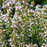 Outsidepride German Winter Thyme Seeds - 5000 Perennial, Hardy, Heat & Drought-Tolerant Herb Seeds for Planting for Low-Maintenance Gardens, Borders, Walkways, and Landscapes