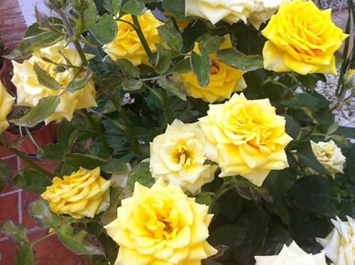 Garden Center Shop | Rosal Trepador Landora | Floración Repetida y Vigorosa | Ideal Muros, Pérgolas y Vallas | Planta de Exterior de Gran Crecimiento | flor gorda