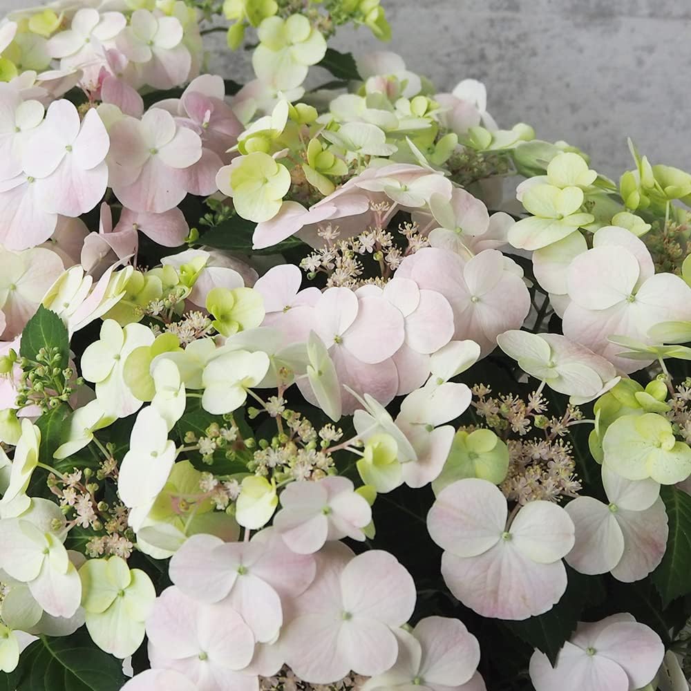 今だけお買い得❗️】トマト苗 桃太郎 〜 プラグ苗100苗 〜 今だけ