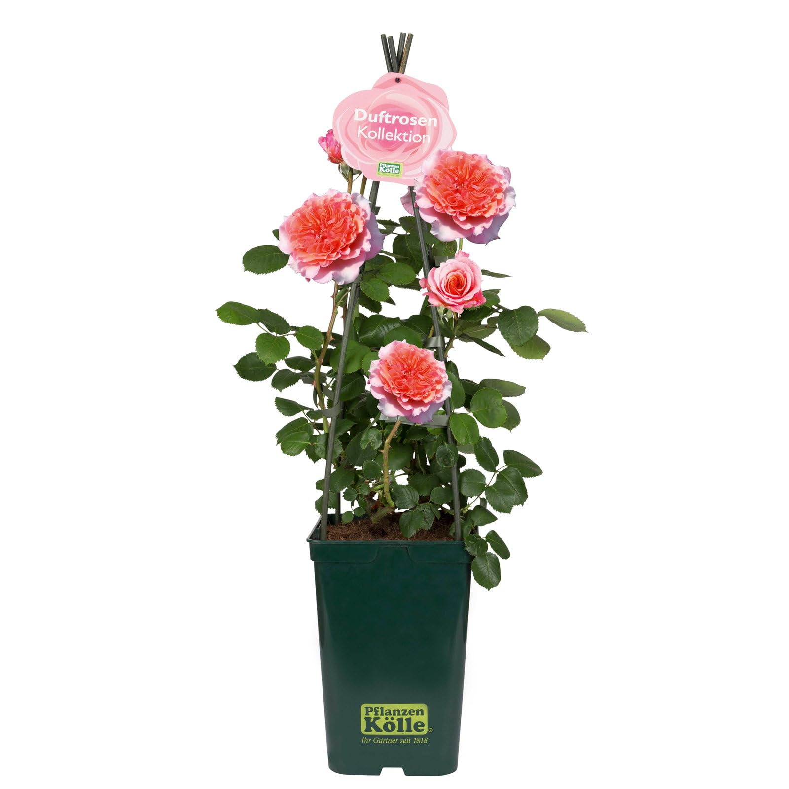 Stammrose 'Käthchen von Heilbronn'®, Edelrose, Stammhöhe 60cm, Topf 7,5 Liter