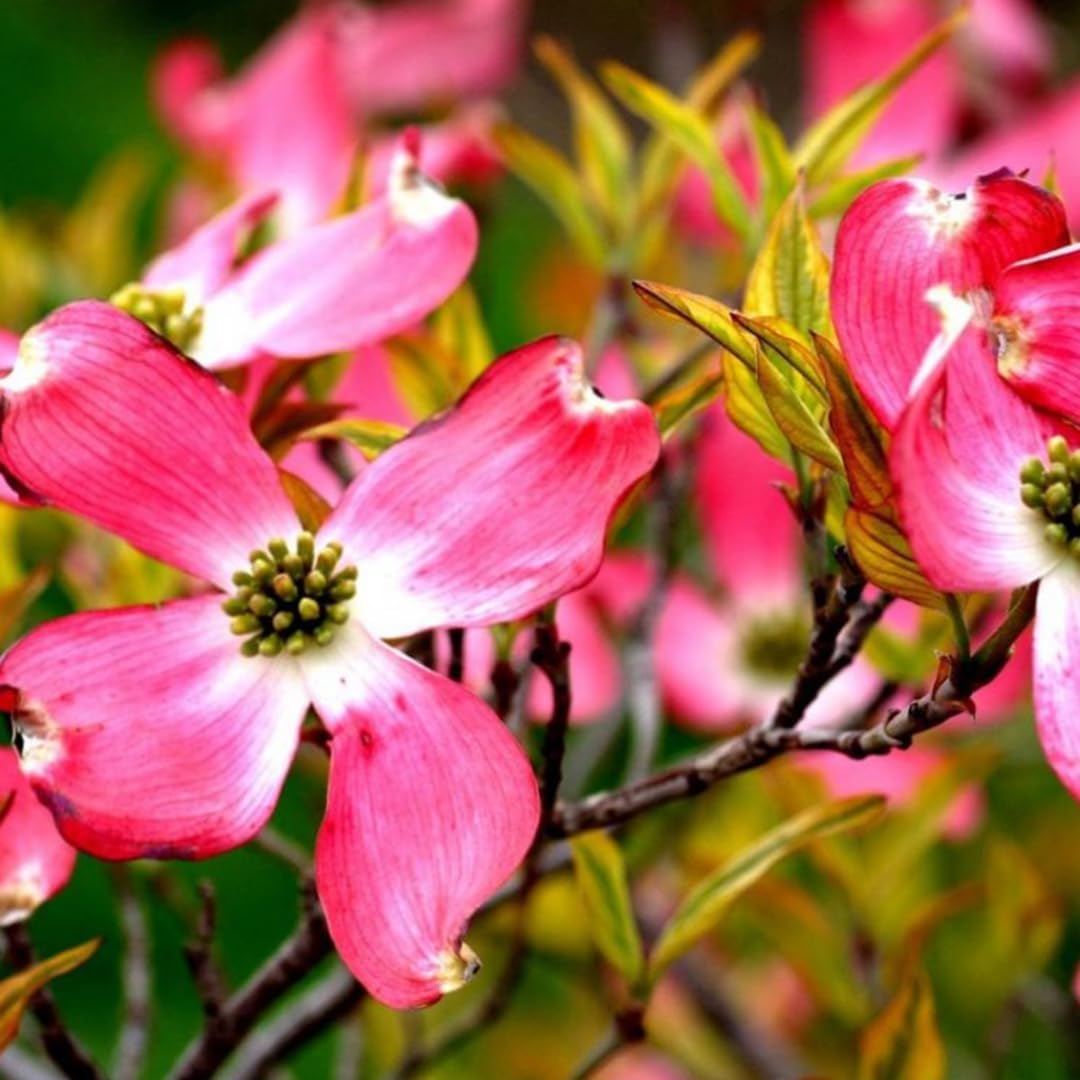 2 Pink Dogwood Trees Shrubs Bushes in 2.5 Inch Pot, Dogwood Trees Live Plants for Planting Outside, Flowering Dogwood Trees Plants Live for Outdoor Planting