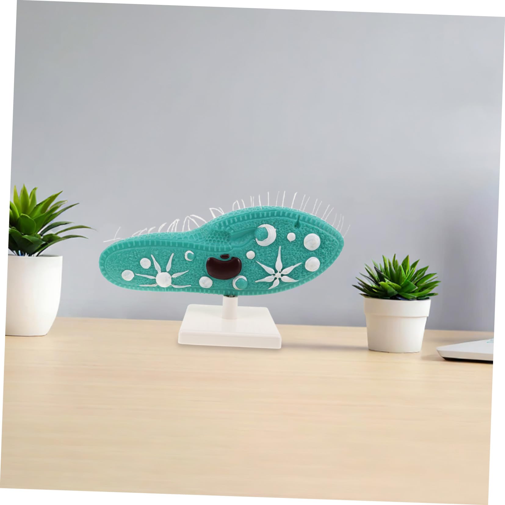 Hohopeti PVC Pantoffeltierchen Modell mit Ständer und Detailliertem Ziliendesign Mikroskopisches Organismenmodell für Biologieunterricht und Experimente im Klassenzimmer