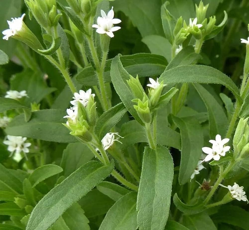 See full amazon price history chart for Stevia Seeds Stevia Sweet Leaves Candy Leaf Seeds Herb Seeds (Pack Of 50 Seeds) Stevia Seeds Stevia Sweet Leaves Candy Leaf Seeds Herb Seeds (Pack Of 50 Seeds) (B0BF5DYC76) Amazon Price History, Amazon Price Tracker