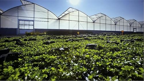 Myoyay 6 Mil Greenhouse Film Sheeting Cover 26 X 40 Ft, 6 Mil Thickness Covering Plastic, Uv Resistant Polyethylene Film Keep Warming Superior Strength For Agriculture Gardening #TOP4