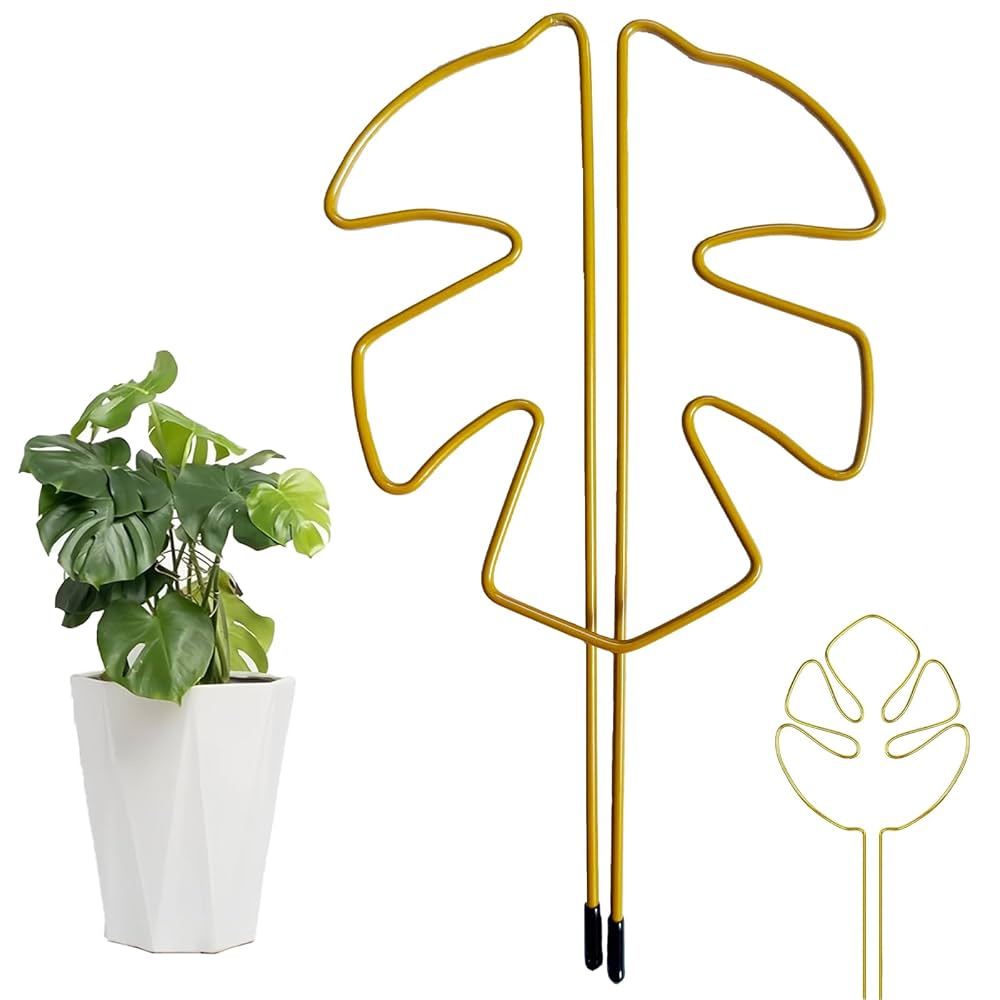 モンステラ　茎太　2本 Amazon｜（観葉植物）モンステラ 2号ロング（1鉢） 北海道冬季