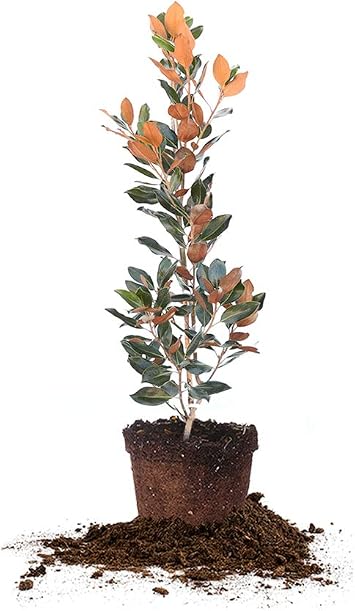 Perfect Plants Nursery Little Gem Magnolia Plant