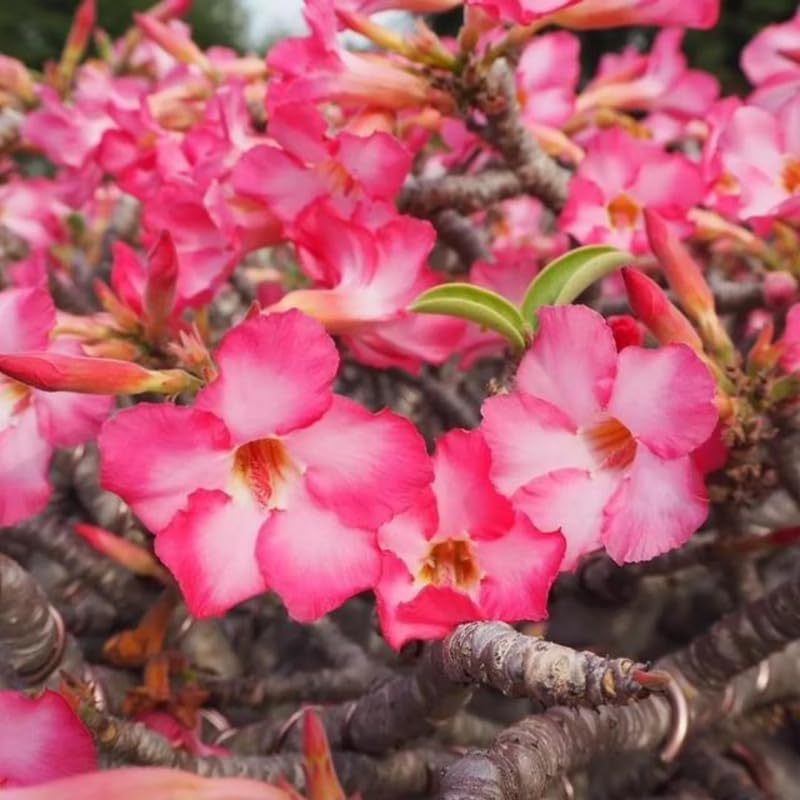 Miniatura 2 de Adenium Desert Rose - Planta viva, planta viva de rosa del desierto, plantas suculentas de 4 a 7 pulgadas de largo, jardinería en interiores y