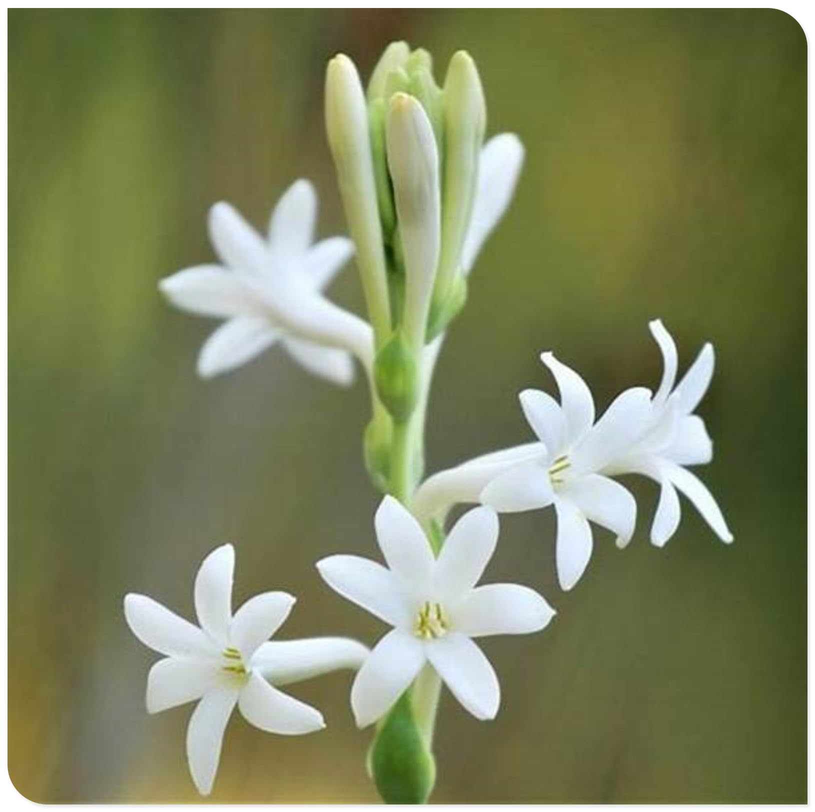 Tuberose Bulbs for Planting Now UK Ornamental Perennial Easy Plant Excellent Display Plant Bulbs Greening Flower/Good for Containers/Natural Organic -6Bulbs-I