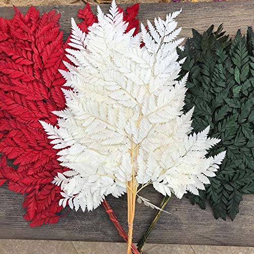 MinLia 10PCS Artificial Boston Fern Bush Plant,Pretty Fiddlehead Ferns,Dry Natural Fresh Preserved Plant,Eternal Dried Arachniodes Leaves(White)