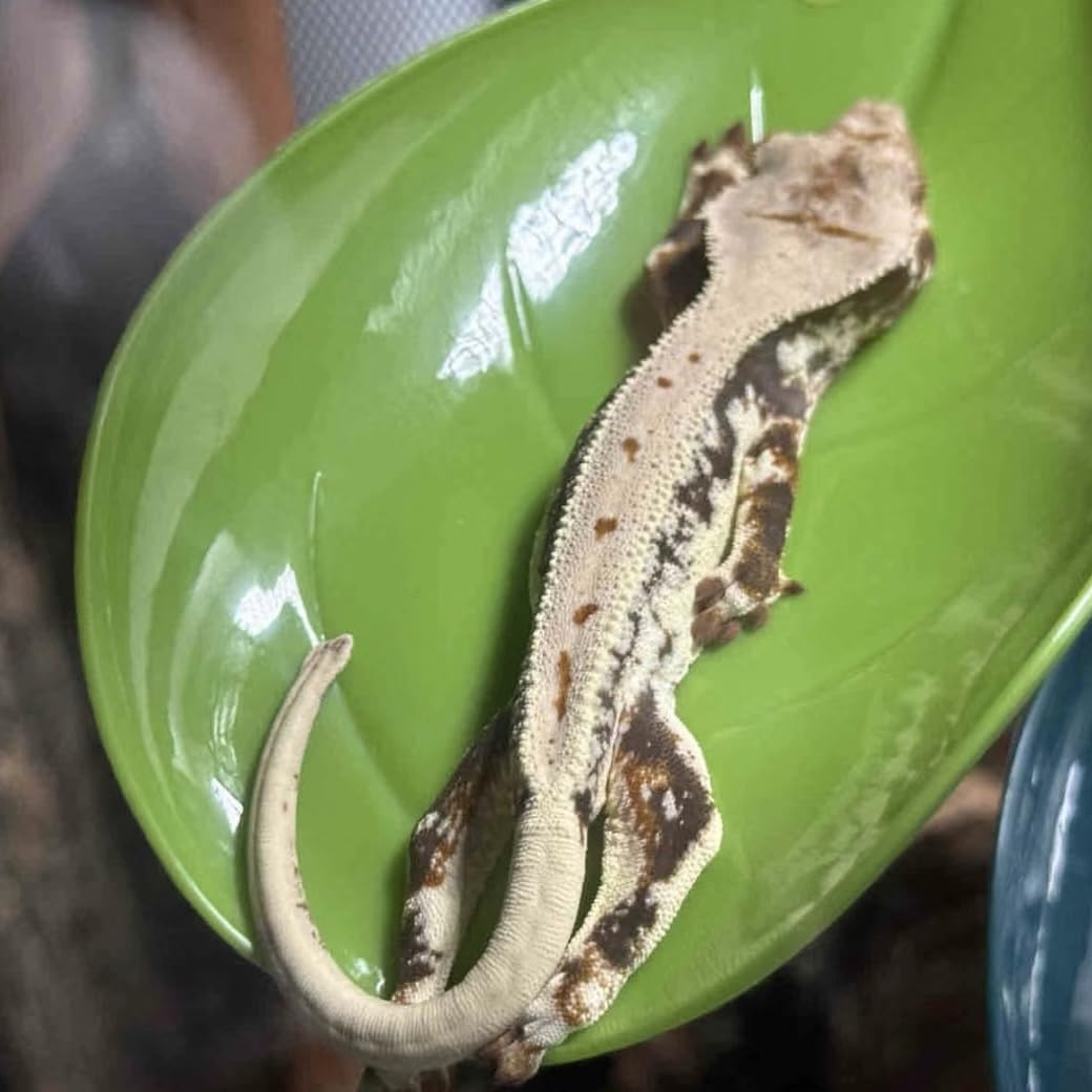 Plantas de reptiles, planta de serpiente, piel de geco, accesorios de tanque de geco de leopardo, hamaca de dragón barbudo, accesorios de tanque de geco, decoración de terrario, piel de