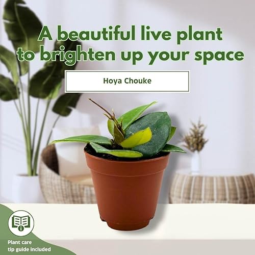 Miniatura 3 de BubbleBlooms Hoya Chouke 2 pulgadas