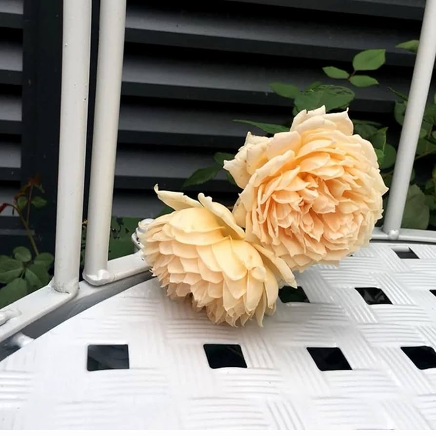 ガーデンベンチ 2人掛け ガーデンアーチ ローズアーチ 園芸 ガーデニング用品 楽天市場】トレリス ローズアーチ G-Style ラバーズベンチ