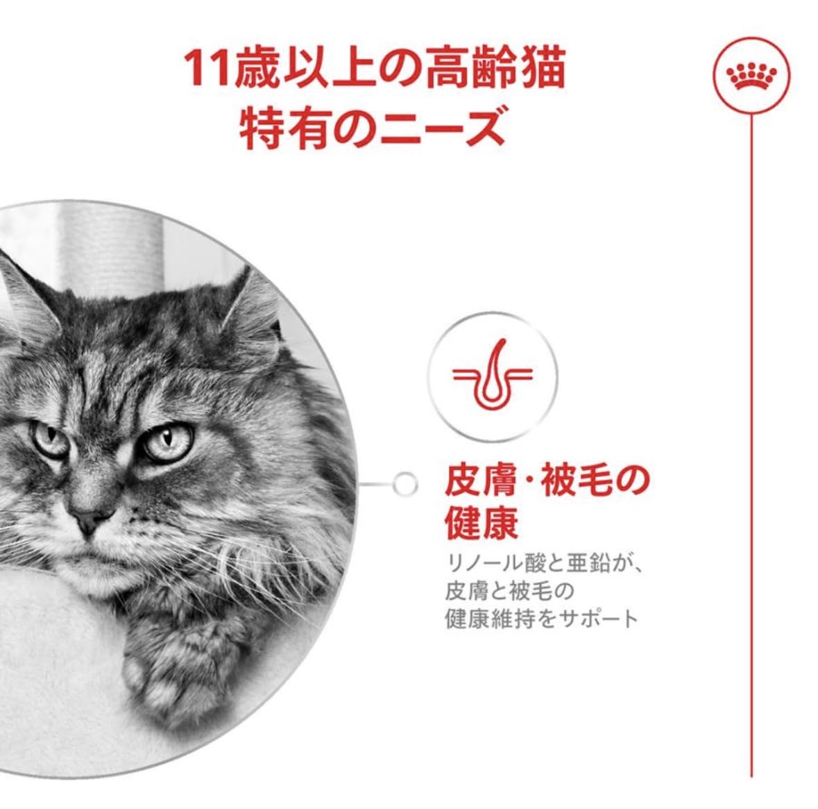 ロイヤルカナンエイジング （11歳以上の猫専用フード 高齢期猫用） 11+ (2kg) - 3