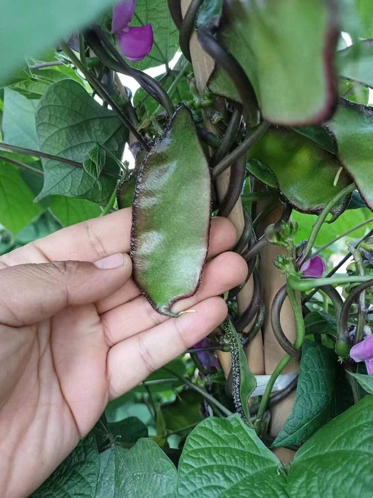 Hyacinth Bean Plant Seeds, Purple Flowers, Climbing Vine with Edible Green Pods-image-10