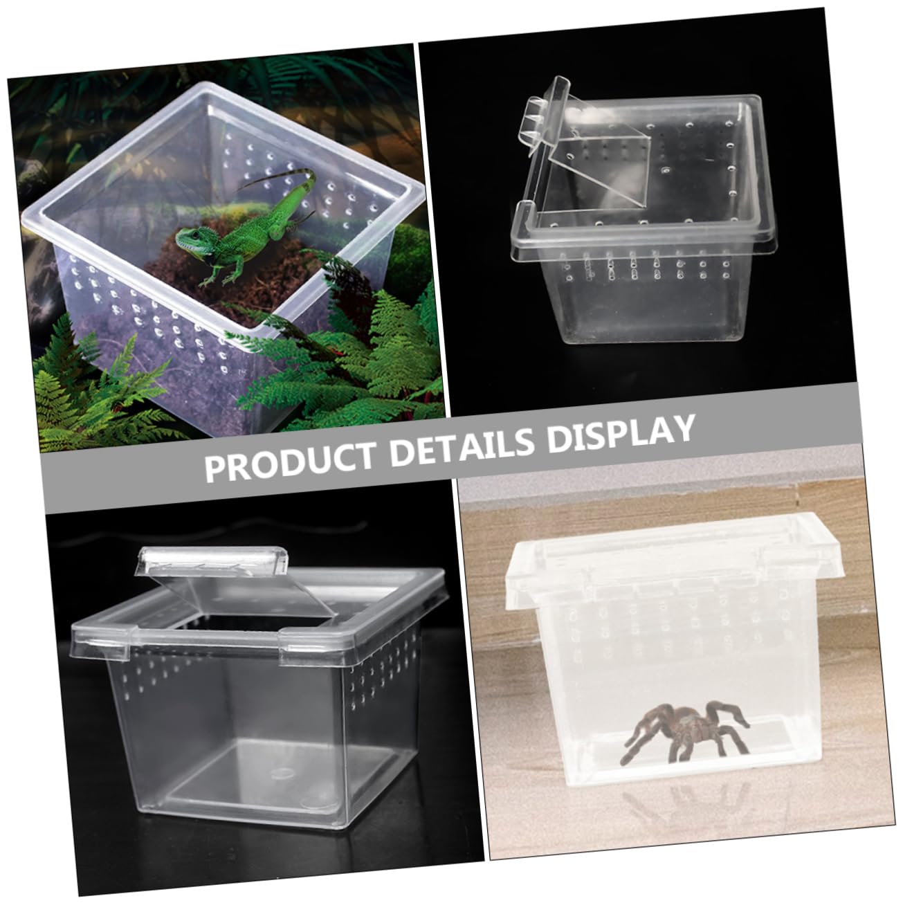 テラリウム　ディスプレイ用BOX 楽天市場】テラリウム スクエア S ガラス ディスプレイケース