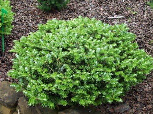 Green Carpet Fir 2 - Year Graft