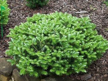 Green Carpet Fir 2 - Year Graft