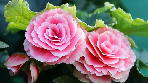 Semillas de Begonia (plantas florecientes) 85 semillas, sin OMG (estilo 13)