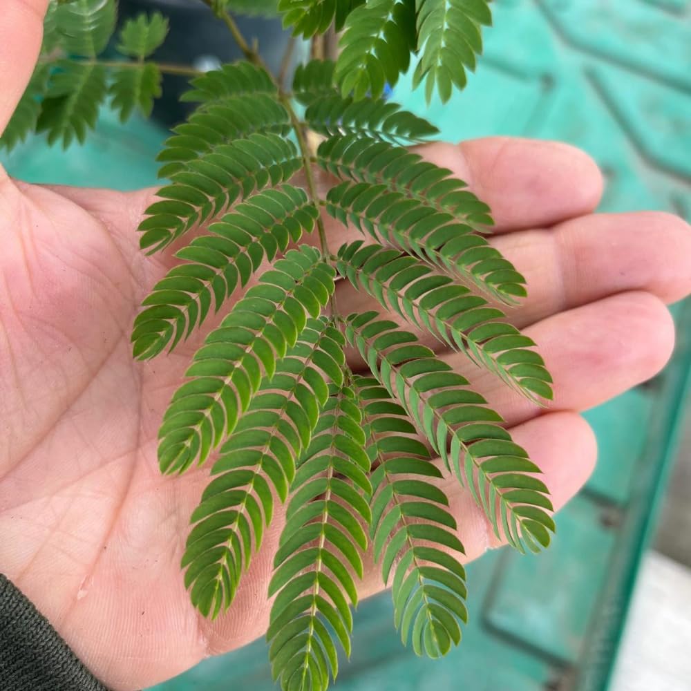 AMDGarden Pianta di ALBIZIA JULIBRIBRISSIN TROPICAL DREAM ® albero della seta in vaso 18 cm