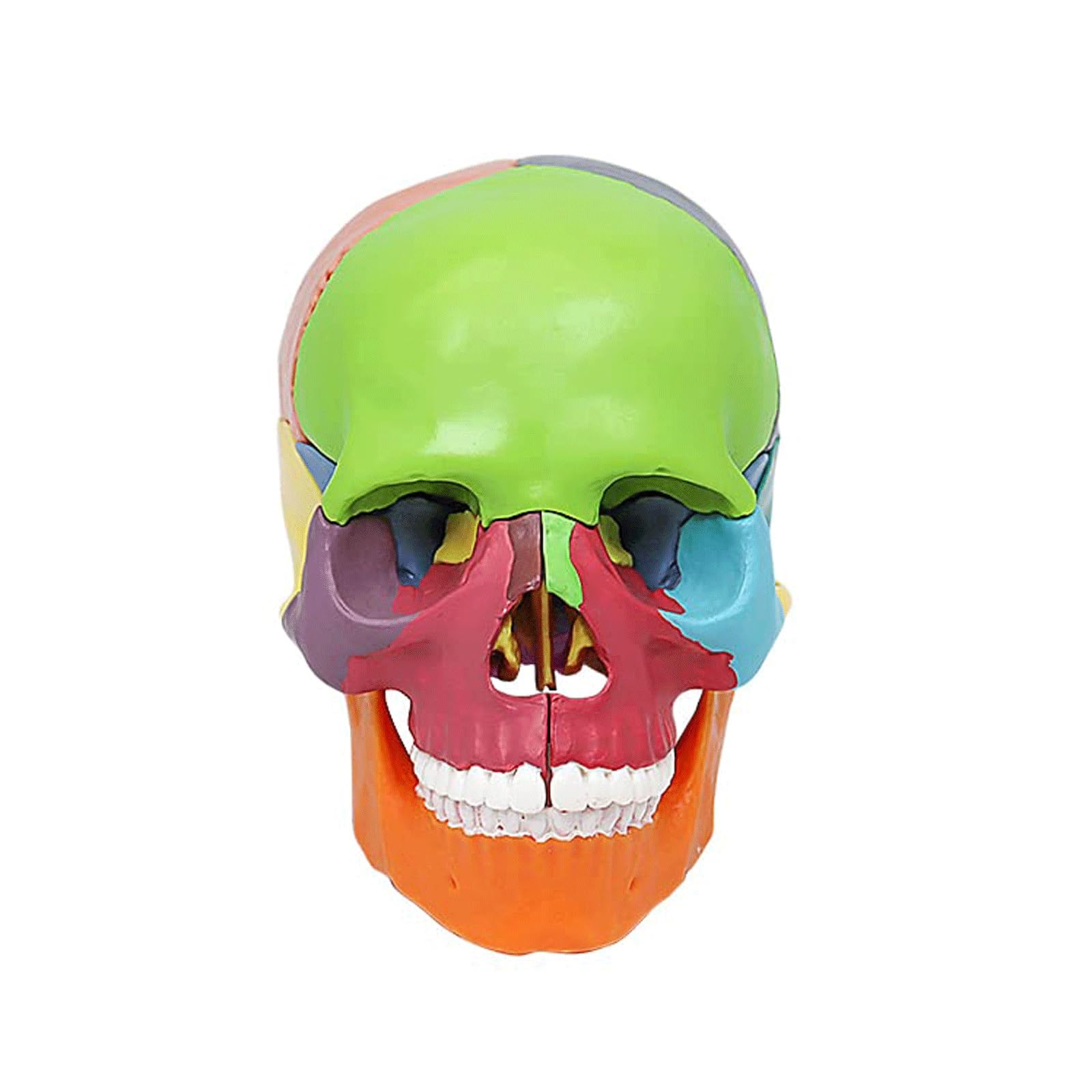 Mini modello di studio medico anatomico dello scheletro umano con manuale colorato
