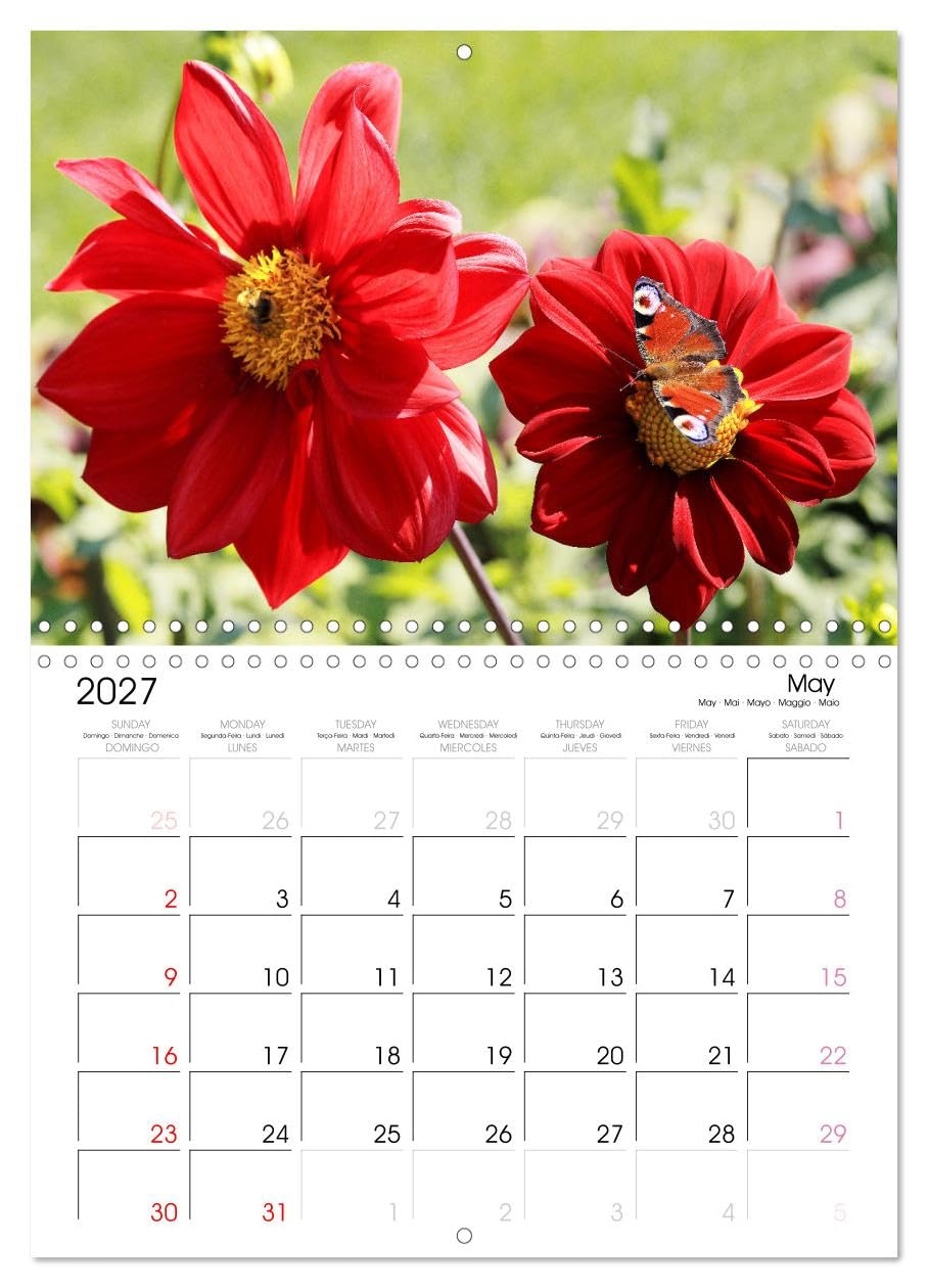 Calendar 2027 · Jardin de dahlias