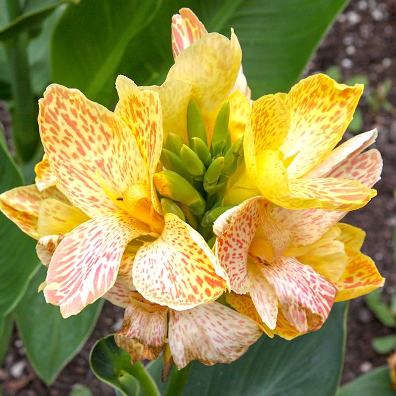 Picasso Dwarf Canna Flower Bulbs