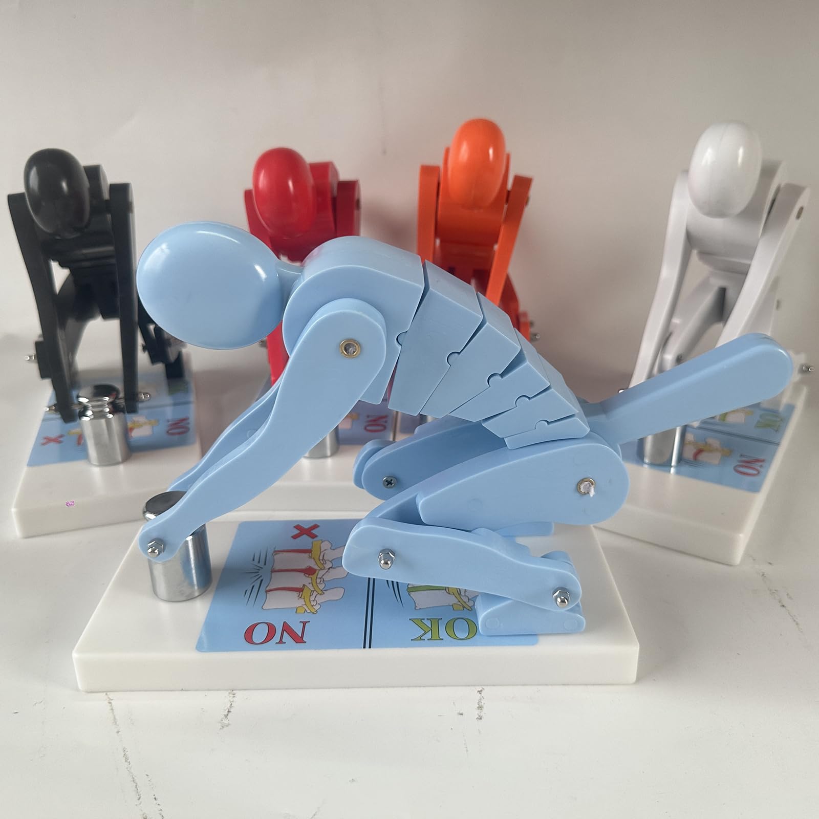 Modello di forza della colonna vertebrale di sollevamento pesi umano per l'istruzione della scienza medica e la dimostrazione di anatomia