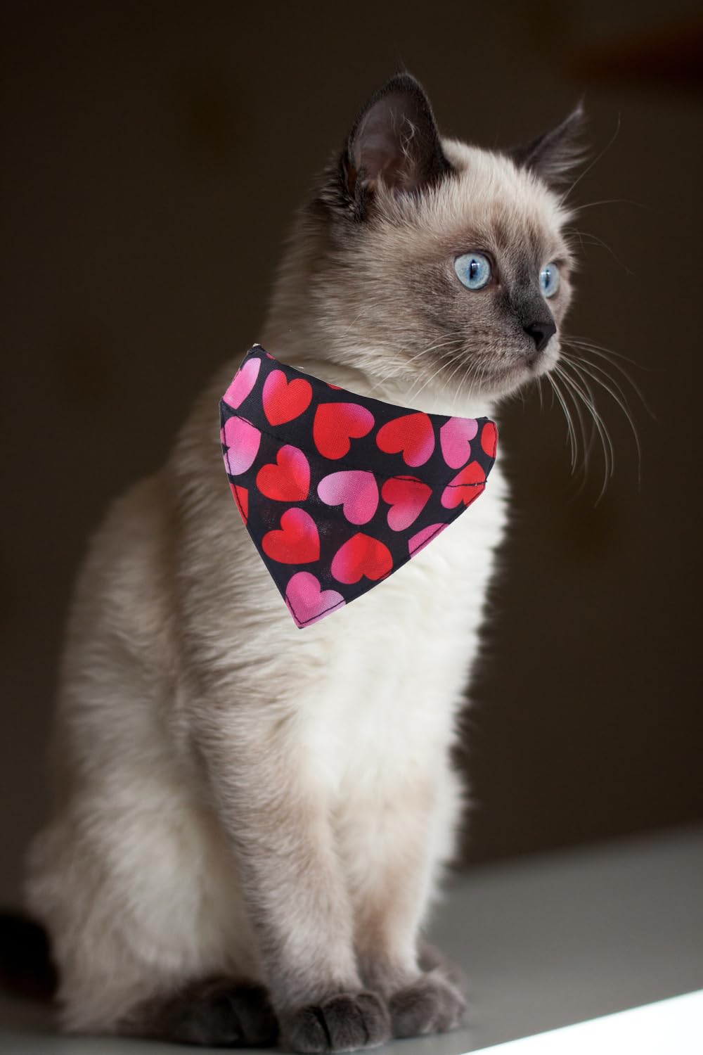 Valentine Katzenhalsband mit Halstuch, Glöckchen, verstellbar, für kleine Hunde, Welpen, Mädchen und Jungen