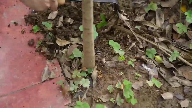Herramienta Cape Cod Weeder para jardín de mano miniatura 7