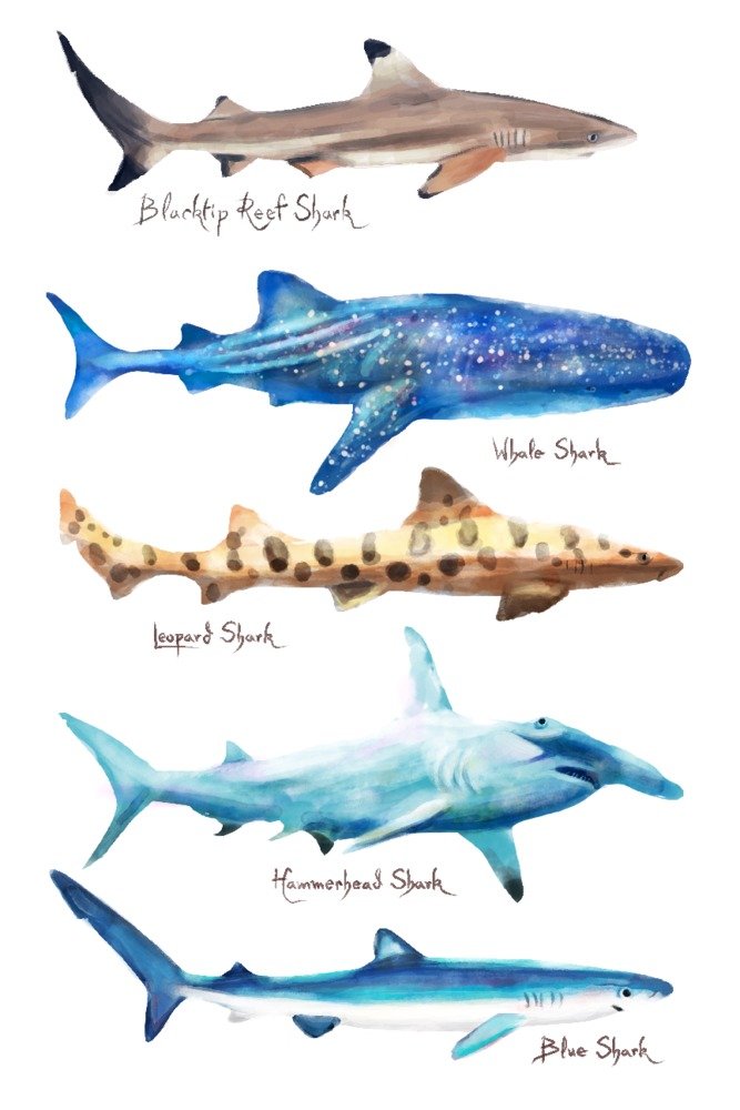 Amazon.co.jp: サメの名前 - 水彩画 81177 (24x36 サイン入りプリント