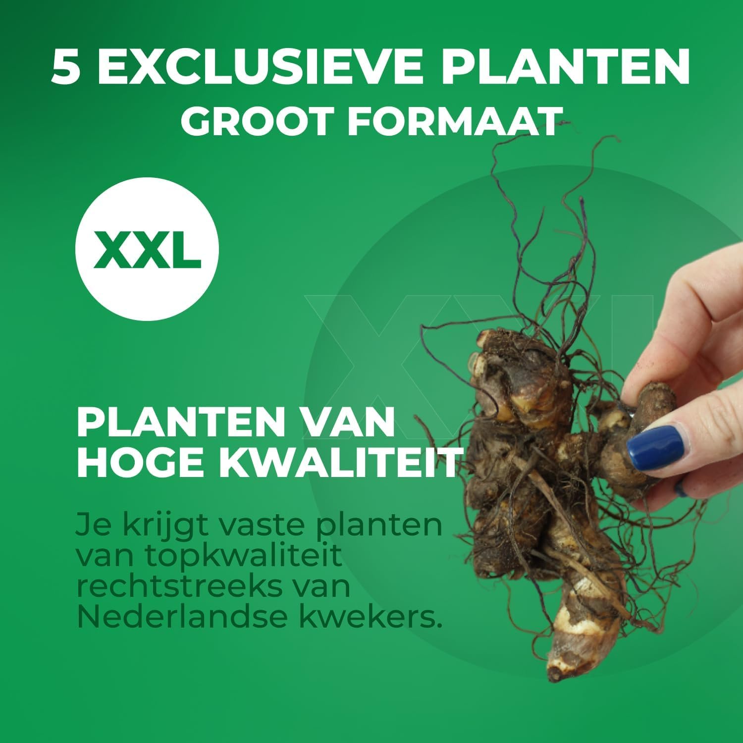 Canna Reine Charlotte Bollen (1 St) - Prachtige Rode Gele Bloemen |  Nederlandse Kwaliteit Exotische Bloembol