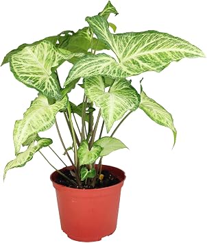 Succulents Box Syngonium