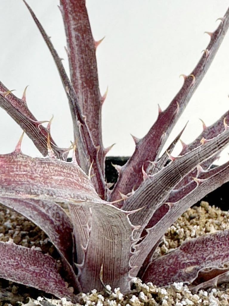 Amazon.co.jp: Dyckia 'Larry The Chopper' ディッキア ラリーザ