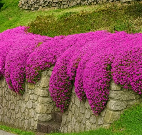 1500+ Creeping Thyme Seeds Purple Pink Ground Cover Heirloom Non-GMO