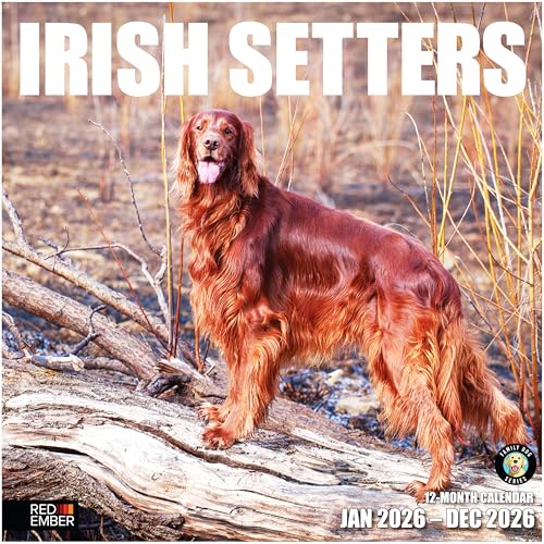 Segnaposto RED EMBER Calendario da parete 2026 con setters irlandesi, 12 mesi, 30,5 x 61 cm, aperto, carta spessa e robusta, idea regalo, calendario 2026