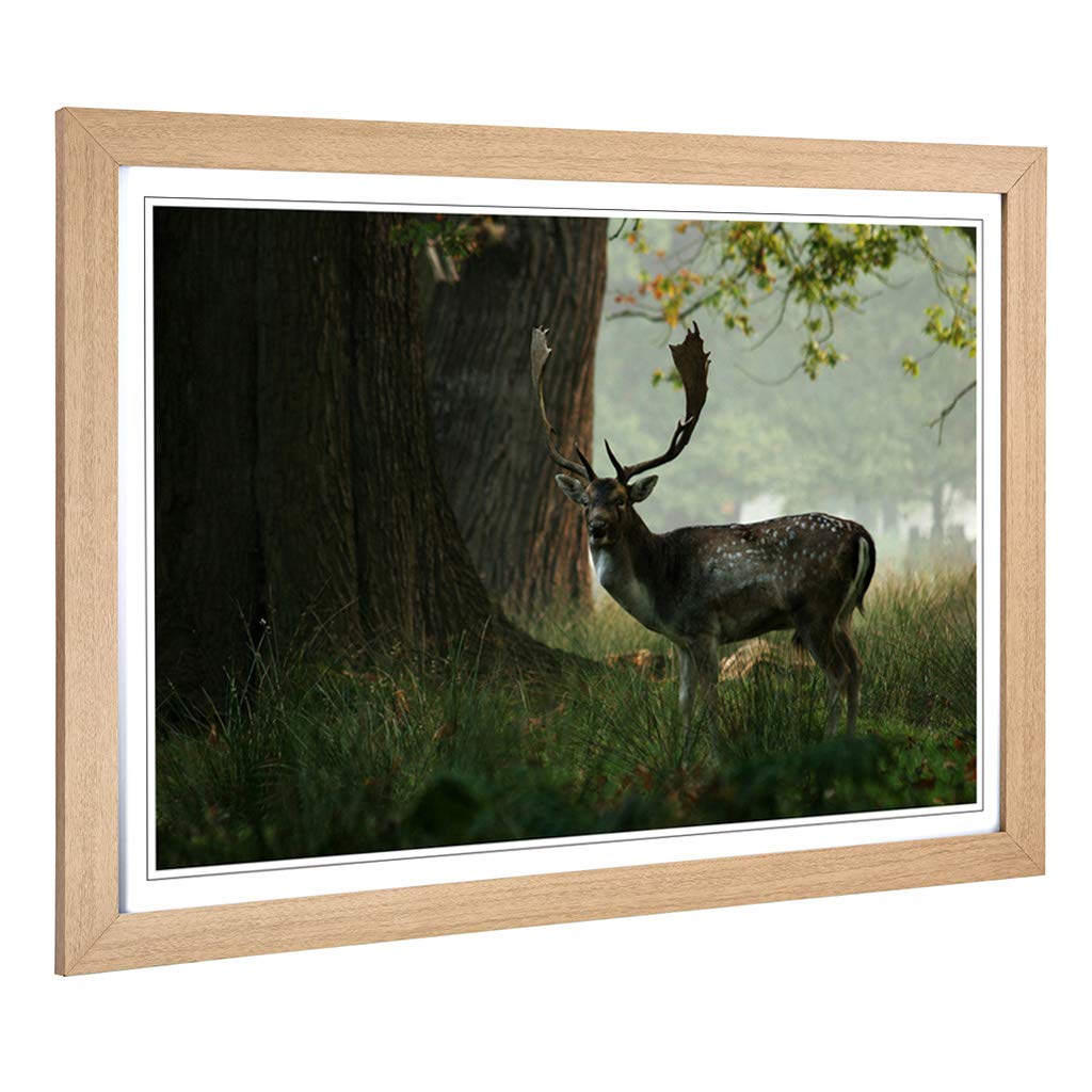 Big Box Art Framed Print of Stag in Woodland Landscape Design | Wall Art Picture | Home Decor for Kitchen, Living, Dining Room, Bedroom, Hallway, Office, Oak, A2 / 24.5x18 Inch / 62x45cm