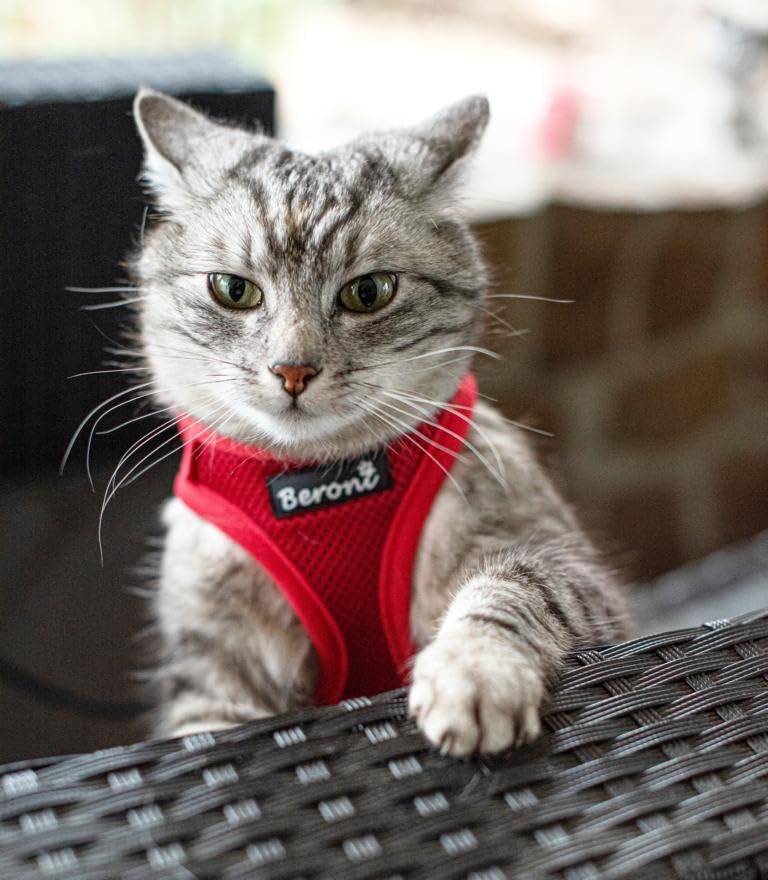 Beroni® Katzengeschirr ausbruchsicher 2.0 Better cat Harness Sicherheitsgeschirr Escape Proof kleine und große Katzen verstellbar Katzenleine Outdoor