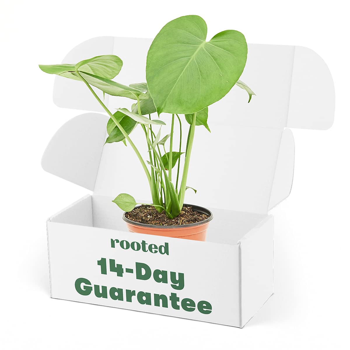 RootedPhilodendron Monstera Plant, Monstera Deliciosa, Live, Live Indoor, Home Decor, Easy to Grow, Easy to Care, and Low Maintenance Houseplant (6")