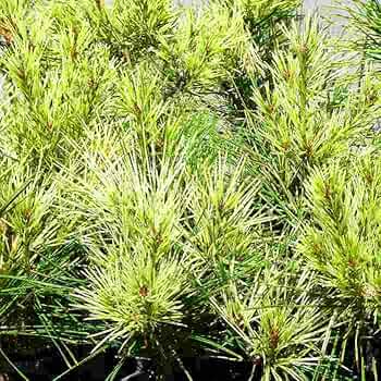 Amazon | 赤松 蛇の目赤松 苗 斑入り 松 3号ポット 盆栽 庭木