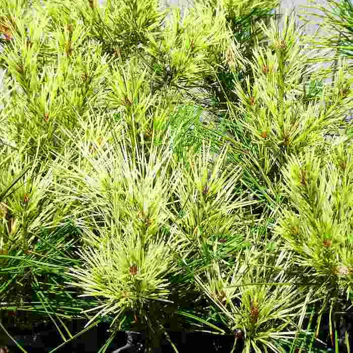 Amazon | 赤松 蛇の目赤松 苗 斑入り 松 3号ポット 盆栽 庭木 240725