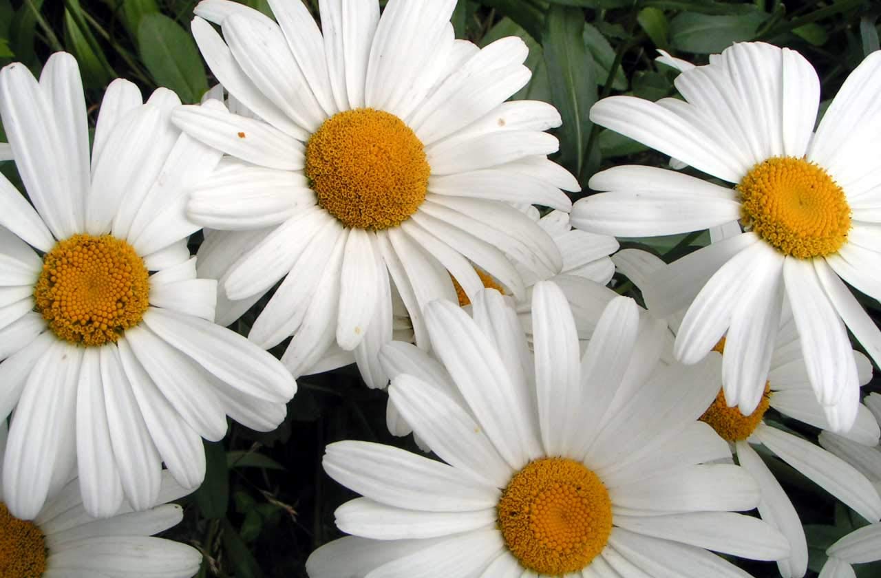 Dirt Goddess Super Seeds Shasta Daisy