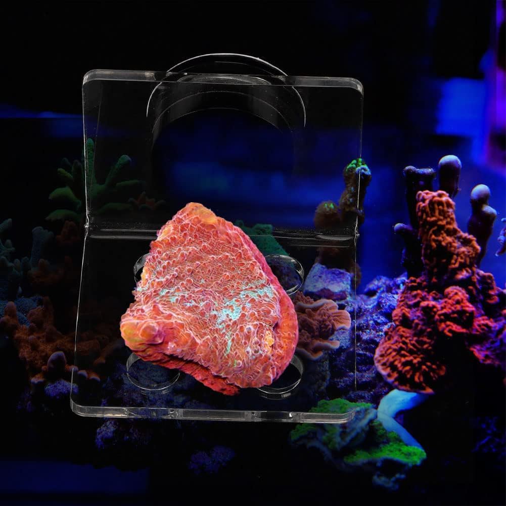 Coral Frag Rack Acrilico Magnetico Trasparente per Acquario Supporto
