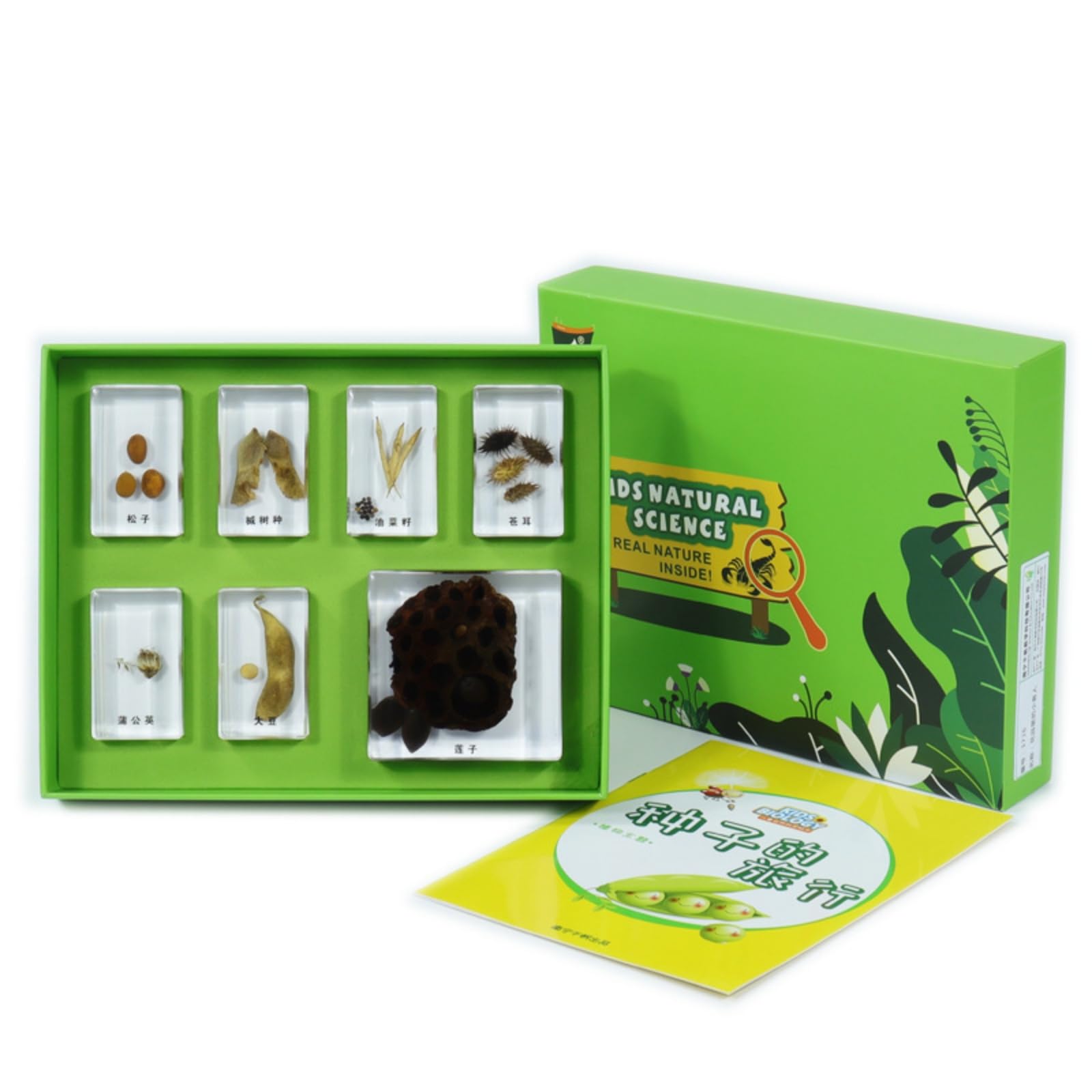 harayaa Kit de Ciencias para Niños Juego de Bloques de Resina Caja Clasificadora Tarjetas Educativas Diseño Que Facilita Observación Segura Adecuado para Aula, Array, Viaje De Semillas