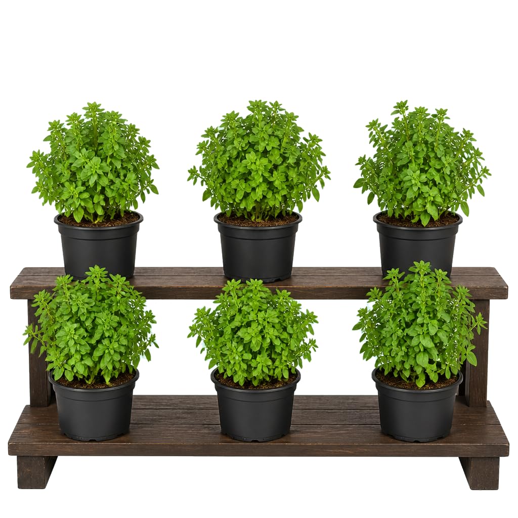 Ocimum Basilicum Hoja Pequeña - DECOALIVE - Albahaca Enana - Pack de 6 Plantas - Maceta 12 cm - 25-30 cm de Altura - para Jardineras