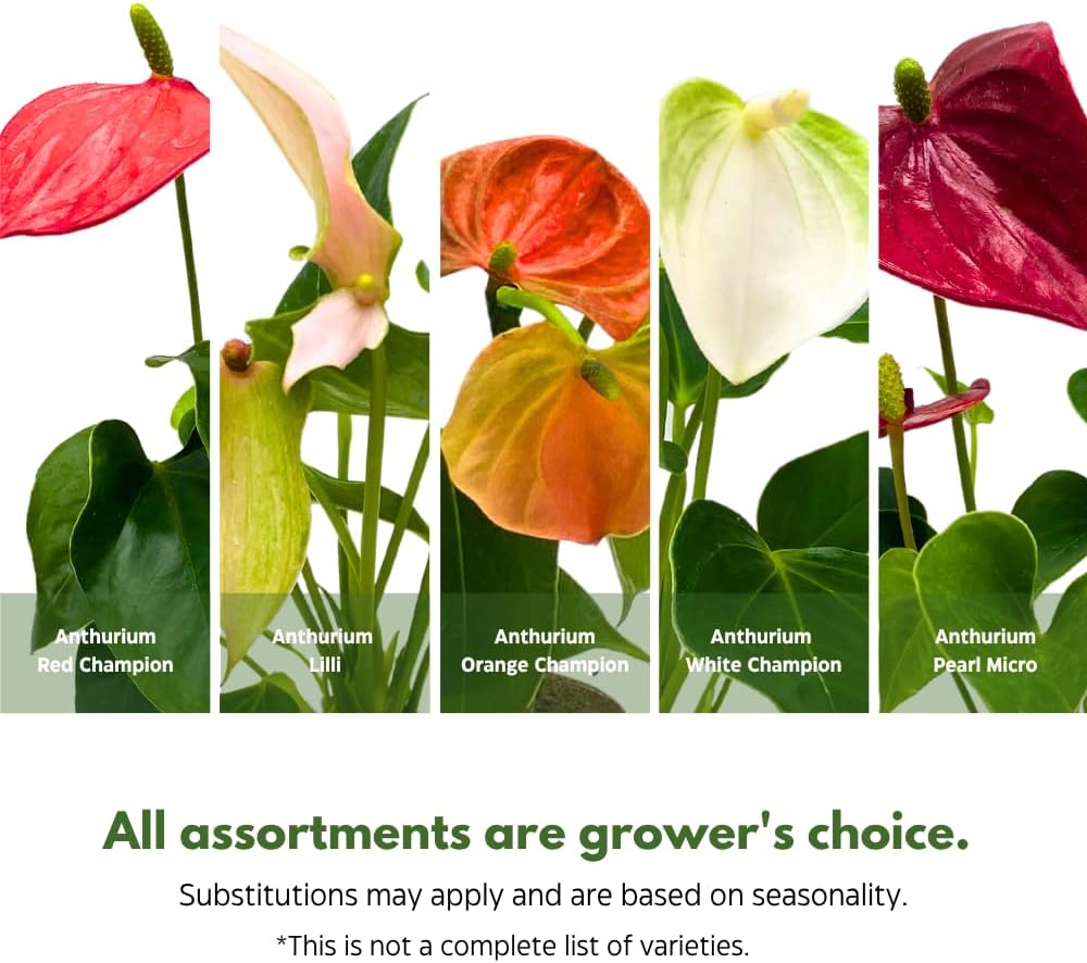 BubbleBlooms Anthurium Assortment in 2 inch Pots Set of 3 Flowering Plants