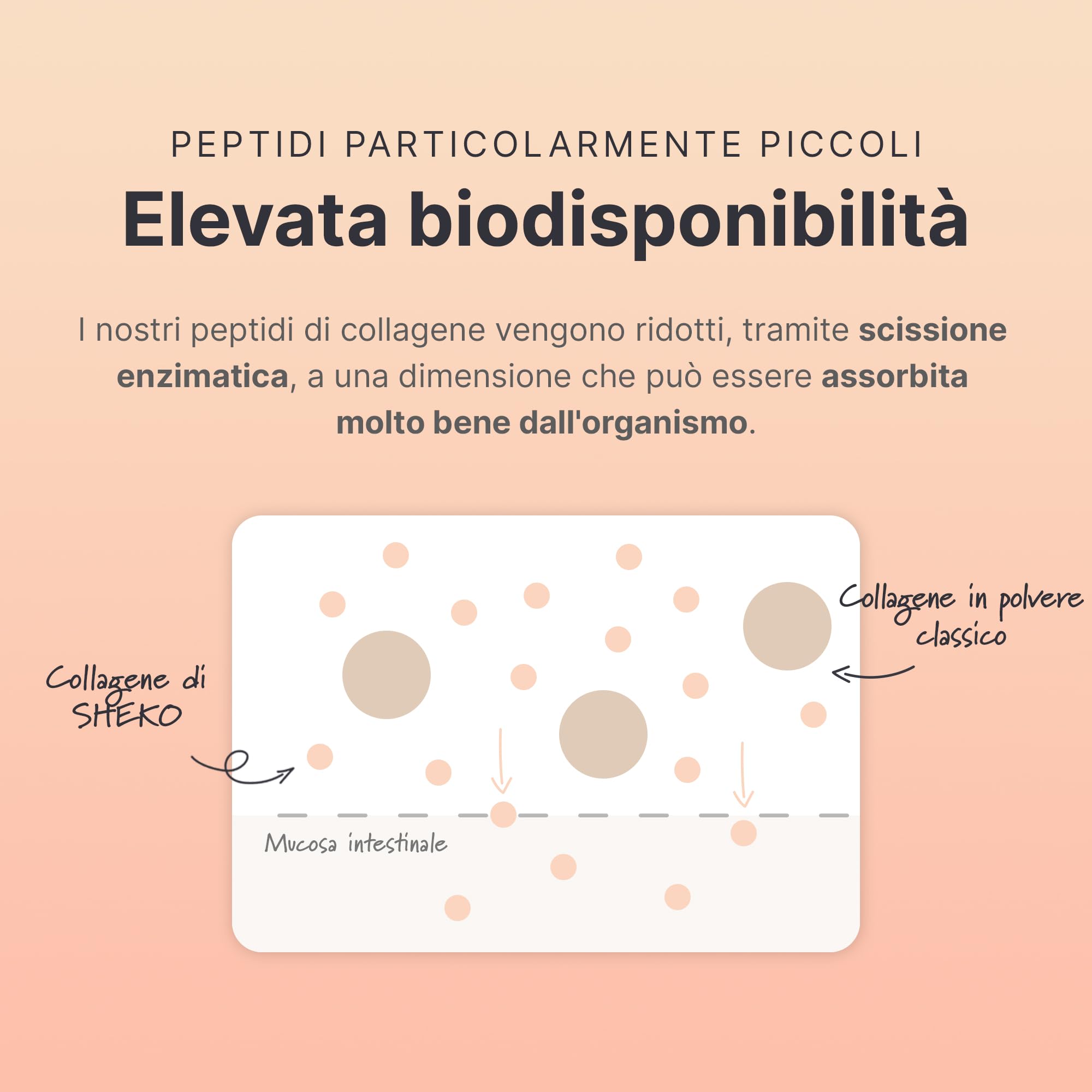 SHEKO Collagene Idrolizzato 450g - Natural Bioactive Collagen Powder - Peptidi di tipo 1, 2, 3 - Collagene in polvere - Qualità purissima - Solubilità ottimale - Proteine in polvere