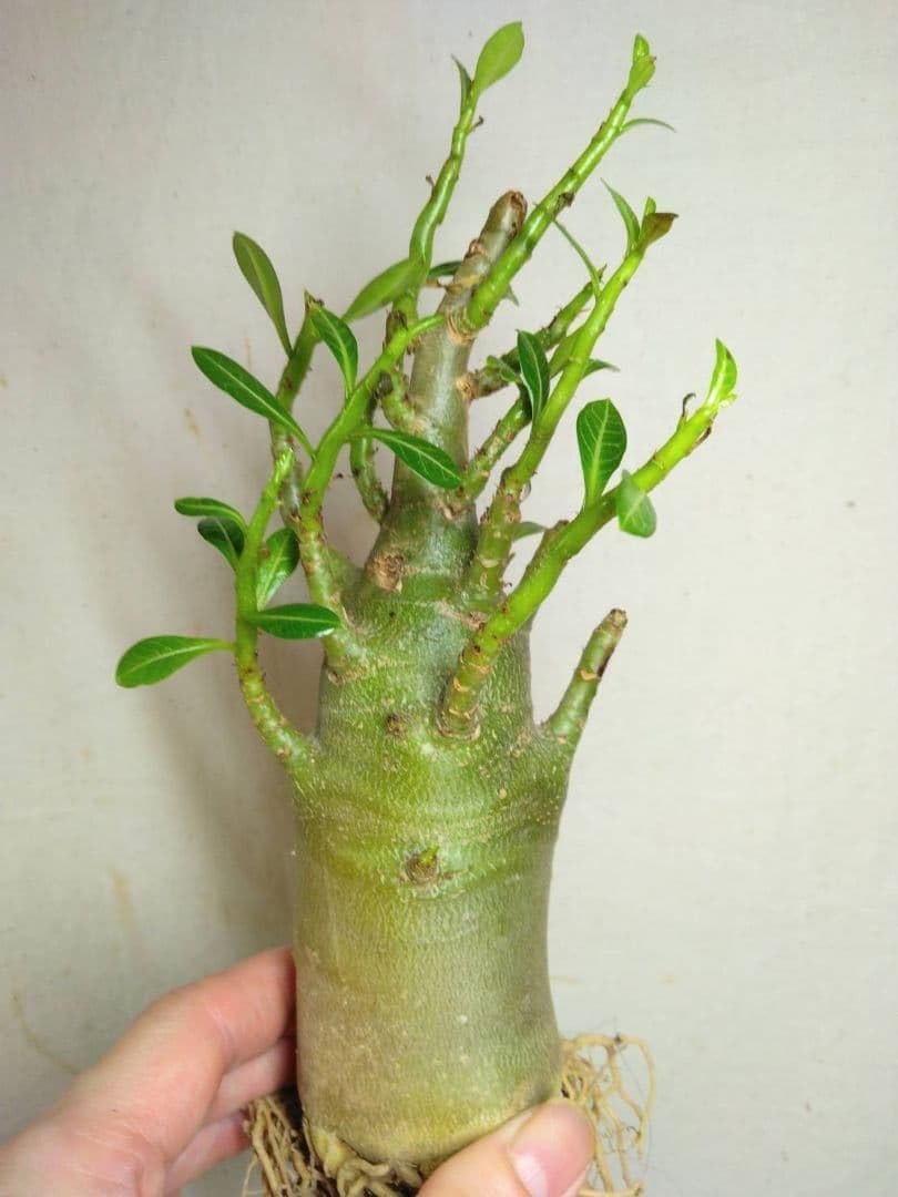 コロンビア セージグリーン サラダボウル(小) 黒壺マーク コレクション