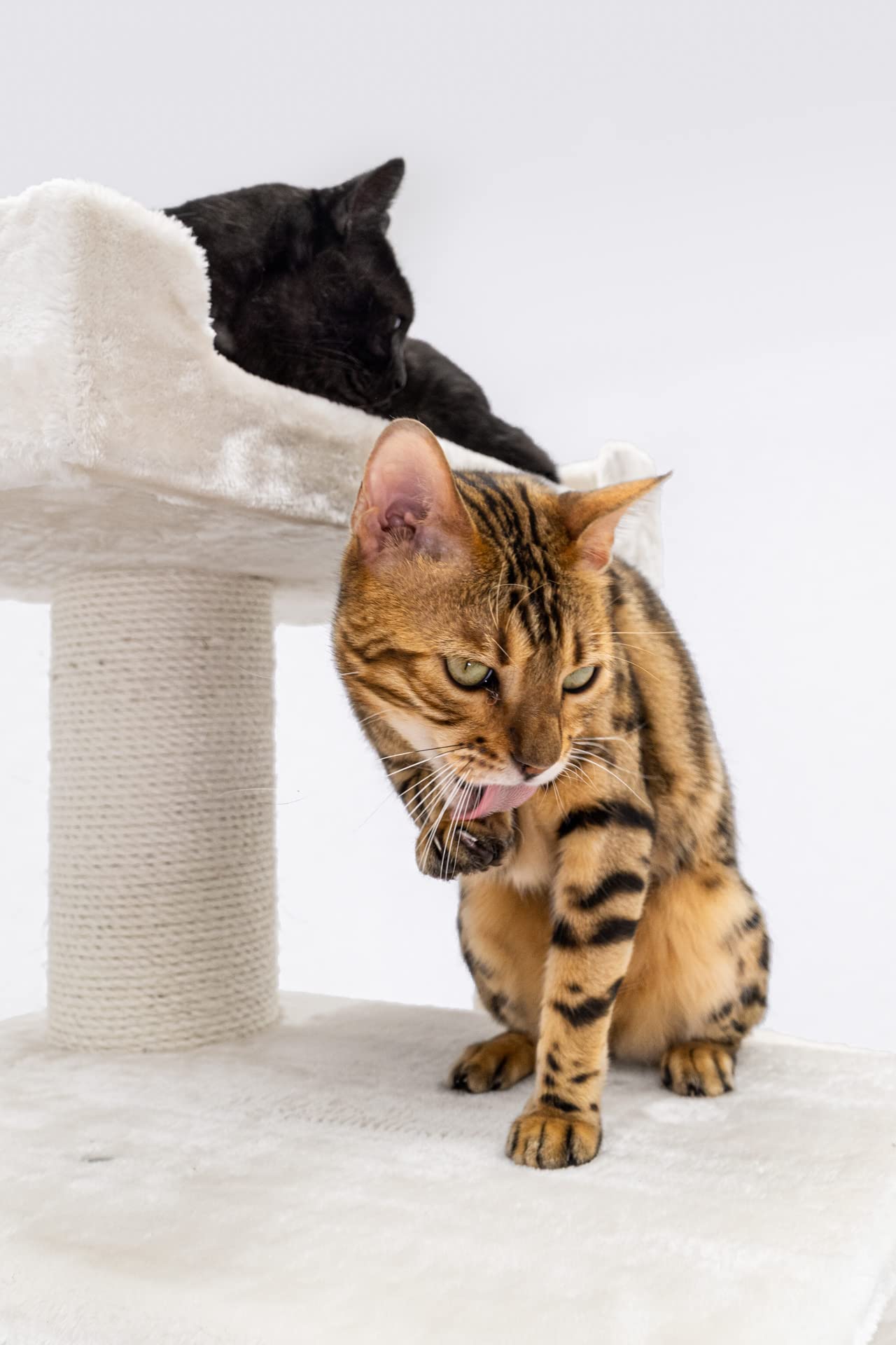 Petrebels Kratzbaum XXL für große Katzen, Parklane 175, Creme | sehr stabil, Ø 12 und Ø 15 cm dicke Stämme, mit XL Hängematte, Schlafhöhle, Loungesofa, dicke Bodenplatte, für mehrere Katzen